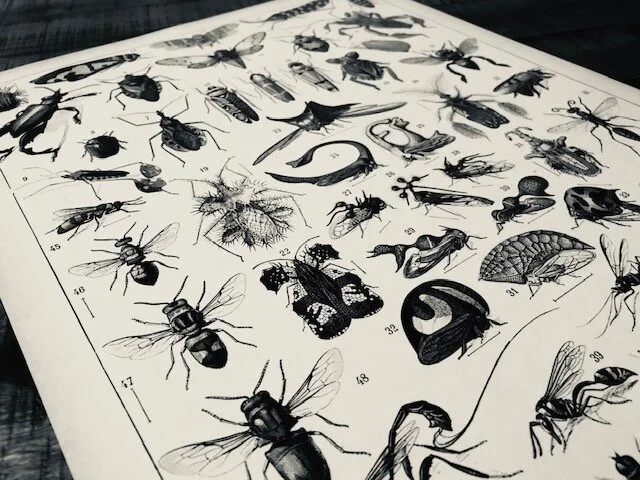 Science book page with illustrations of bug